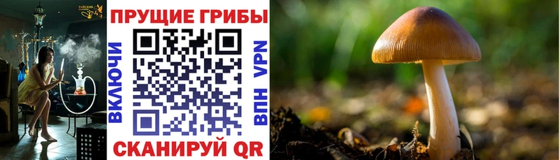 Псилоцибиновые грибы мухоморы  mega ссылка  даркнет клад  Скопин 